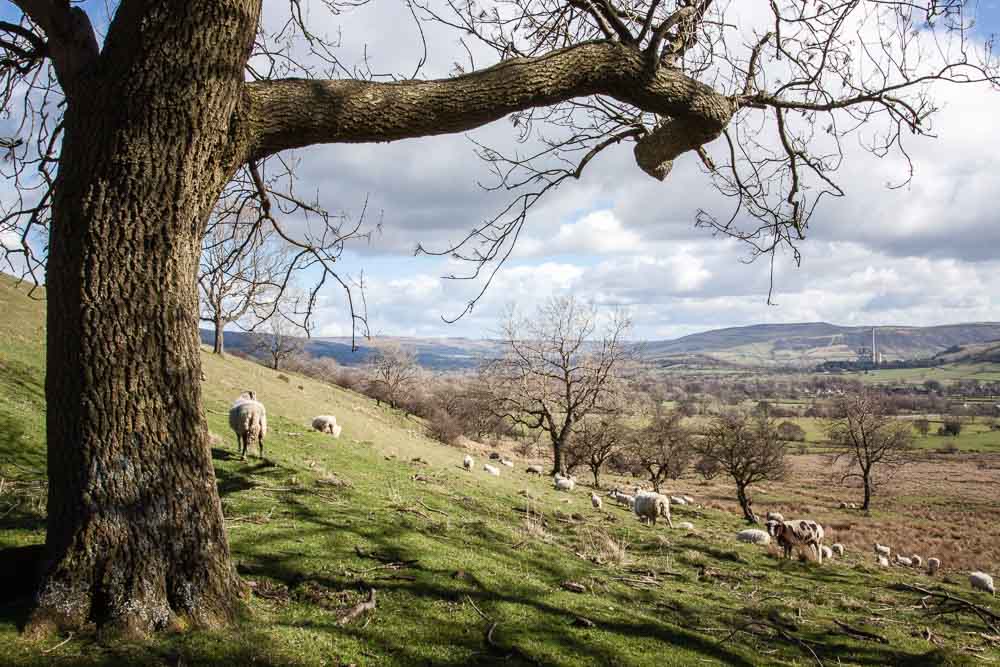 Sheep grazing, Mam Tor, Peak District, UK